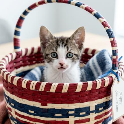 Enlarge Diesel, a Adoptable Domestic Short Hair in Oakland Park, FL image 3/3