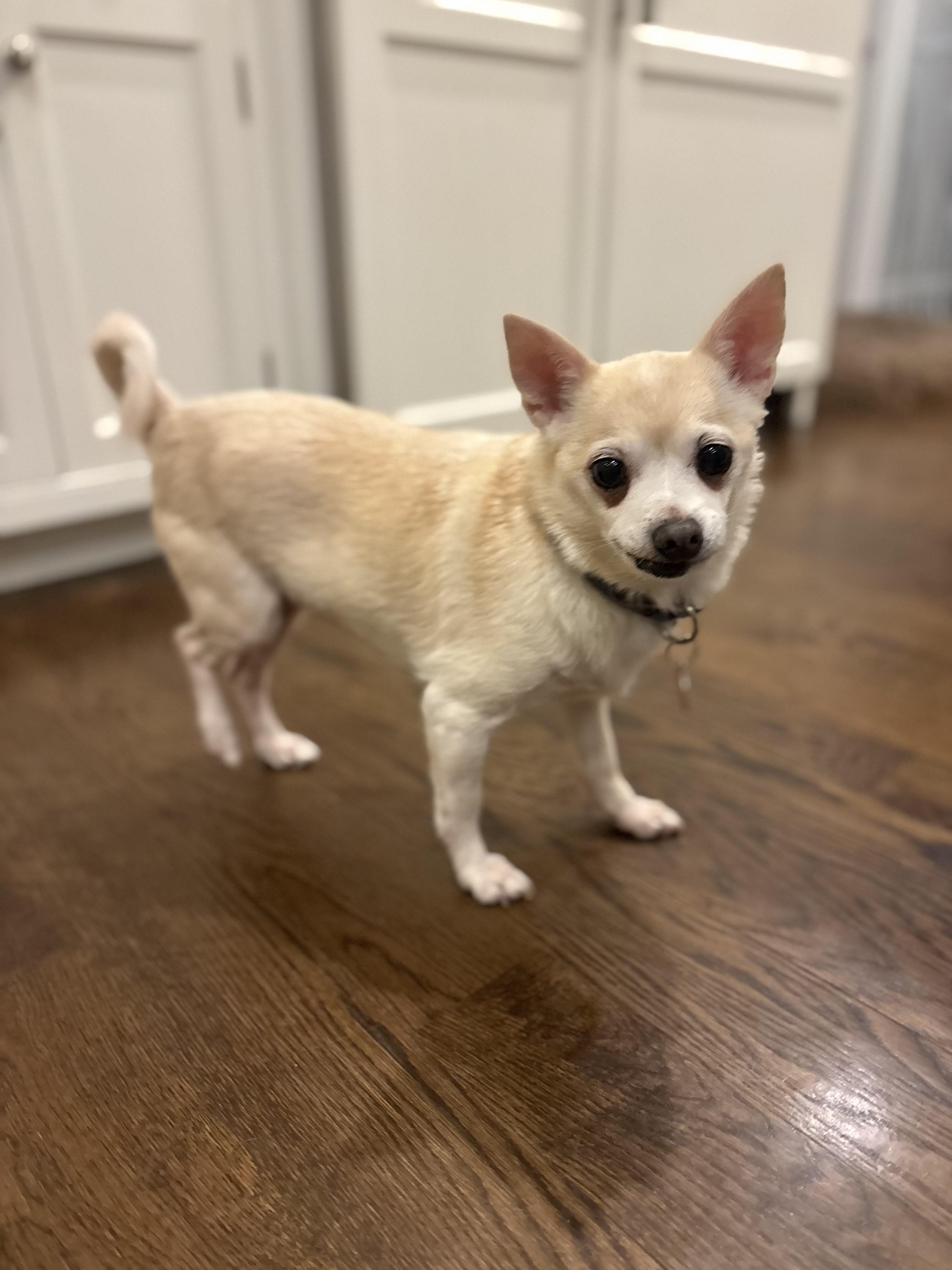 Enlarge Kiki, a Adoptable mixed breed in Stamford, CT image 1/5