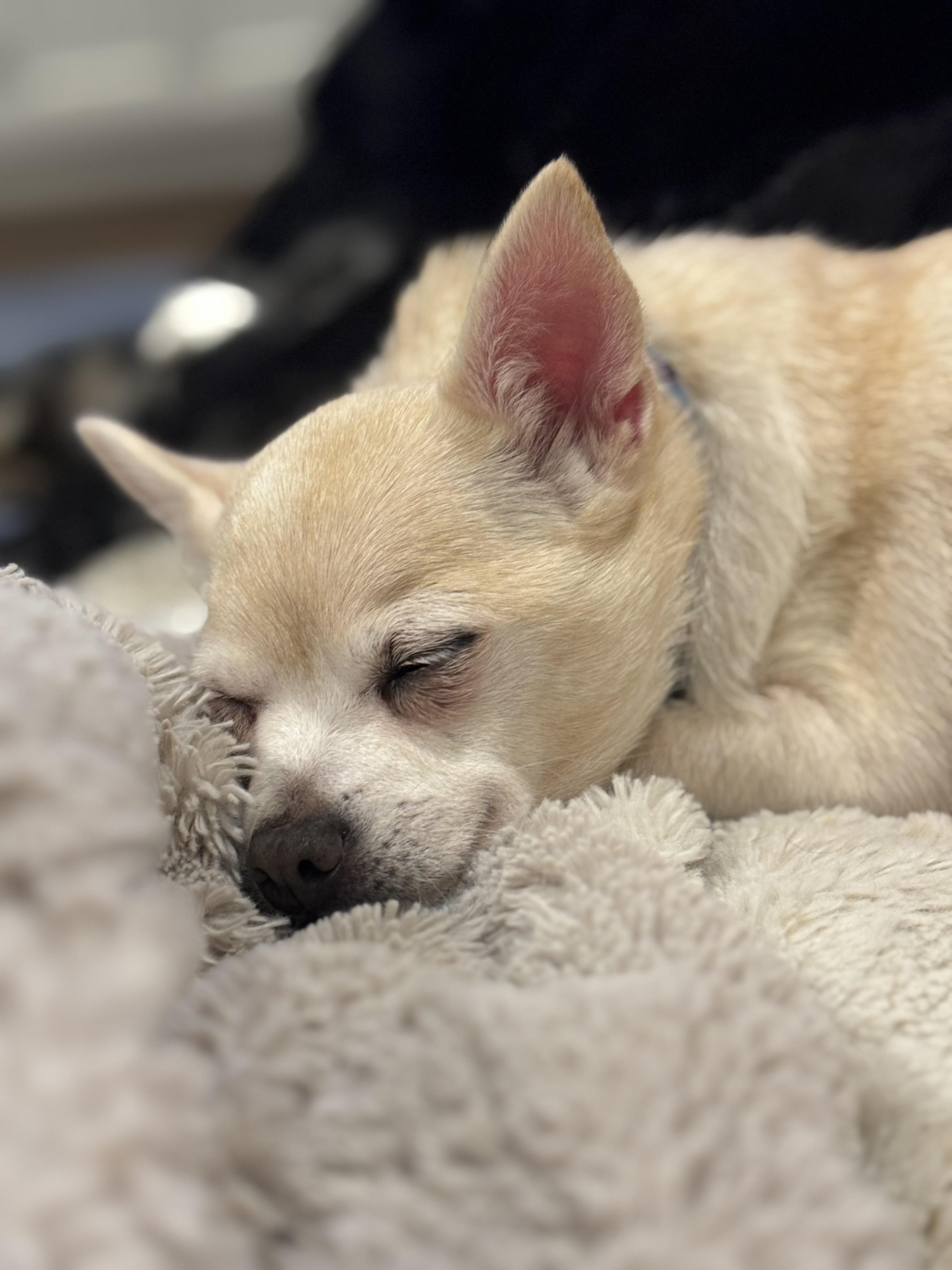 Enlarge Kiki, a Adoptable mixed breed in Stamford, CT image 3/5