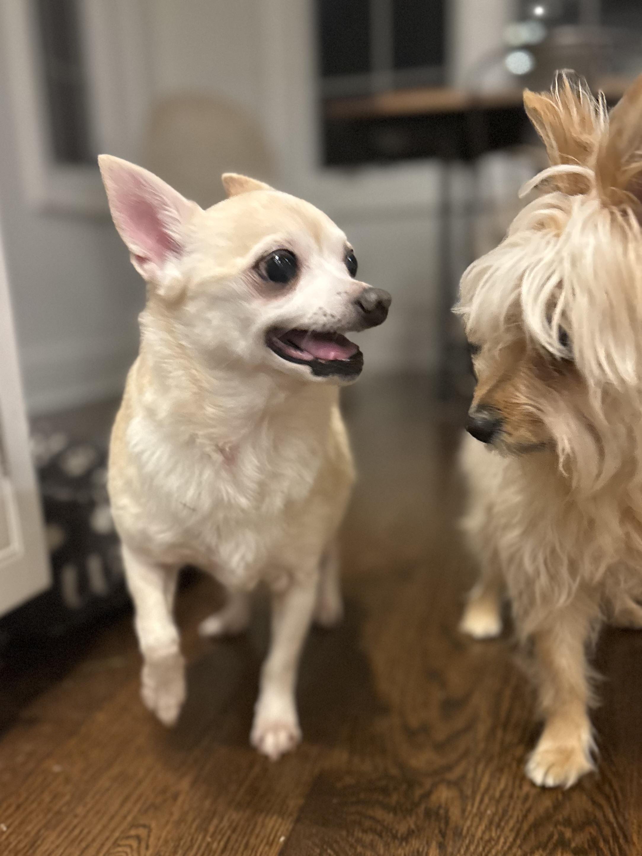 Enlarge Kiki, a Adoptable mixed breed in Stamford, CT image 5/5