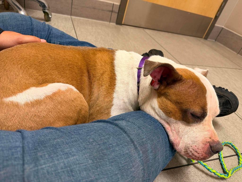Caia, a Adopted mixed breed in Raleigh, NC image 1/6