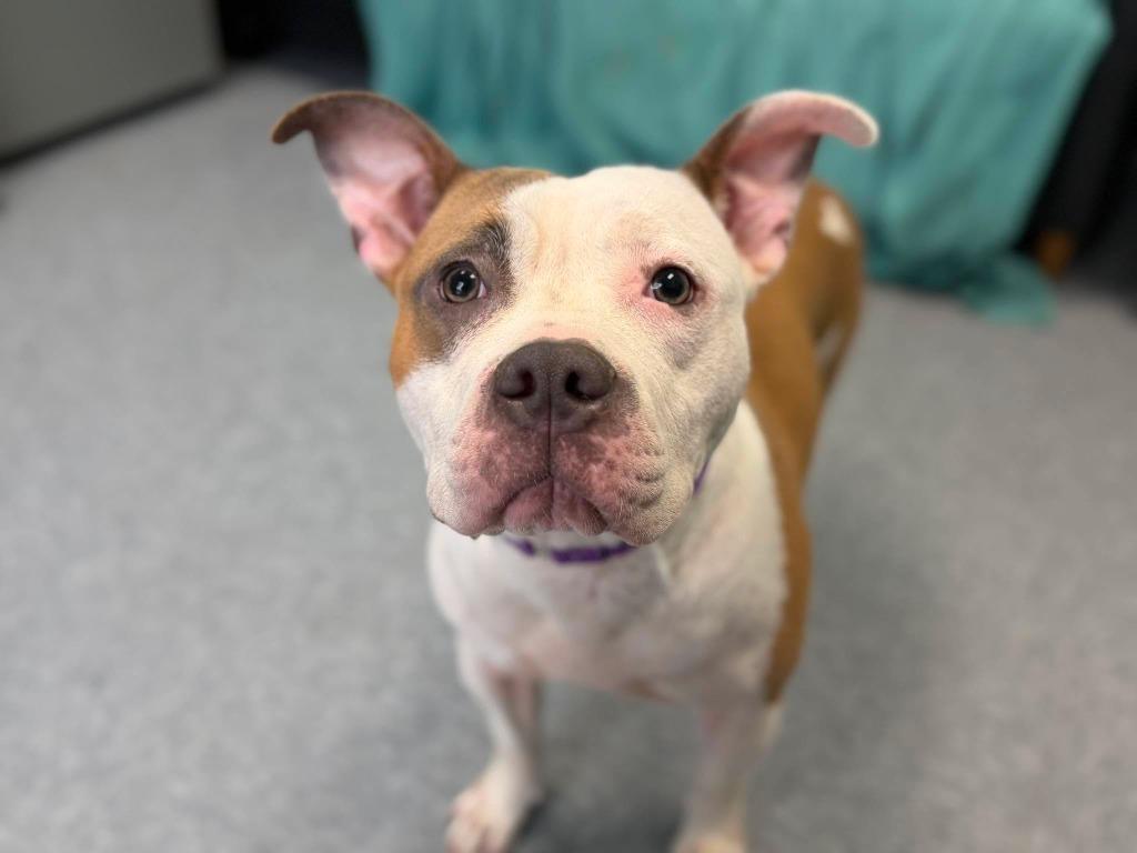 Caia, a Adopted mixed breed in Raleigh, NC image 5/6