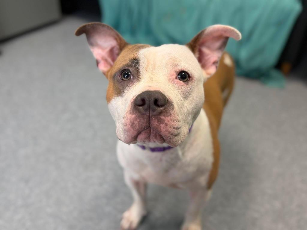 Caia, a Adopted mixed breed in Raleigh, NC image 6/6