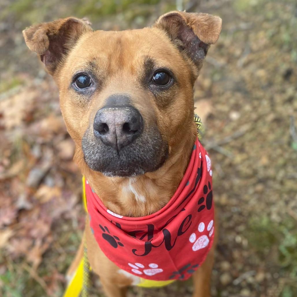 Enlarge Rocko, a Adoptable Mixed Breed in Greensboro, NC image 3/6