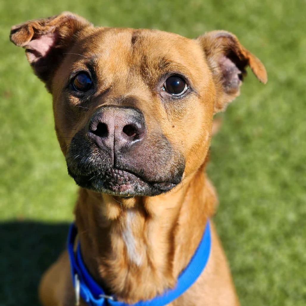 Enlarge Rocko, a Adoptable Mixed Breed in Greensboro, NC image 4/6