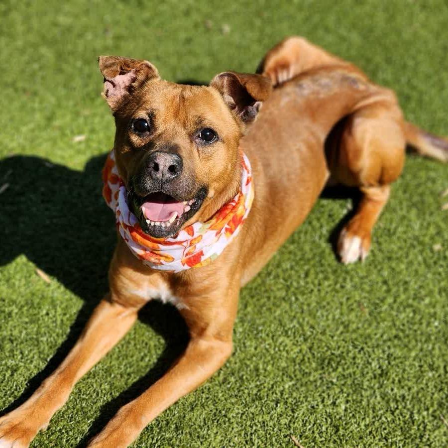 Enlarge Rocko, a Adoptable Mixed Breed in Greensboro, NC image 5/6
