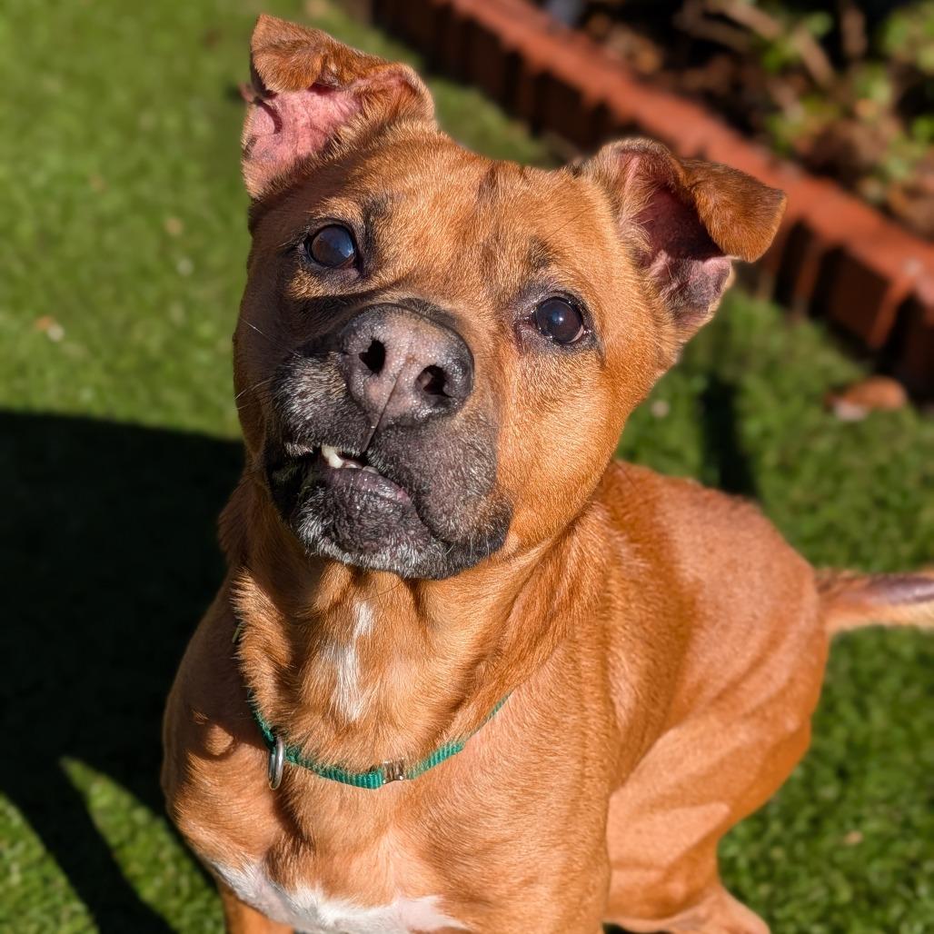 Enlarge Rocko, a Adoptable Mixed Breed in Greensboro, NC image 6/6