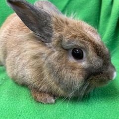 Zoey, adopted, Adult Female Lionhead.