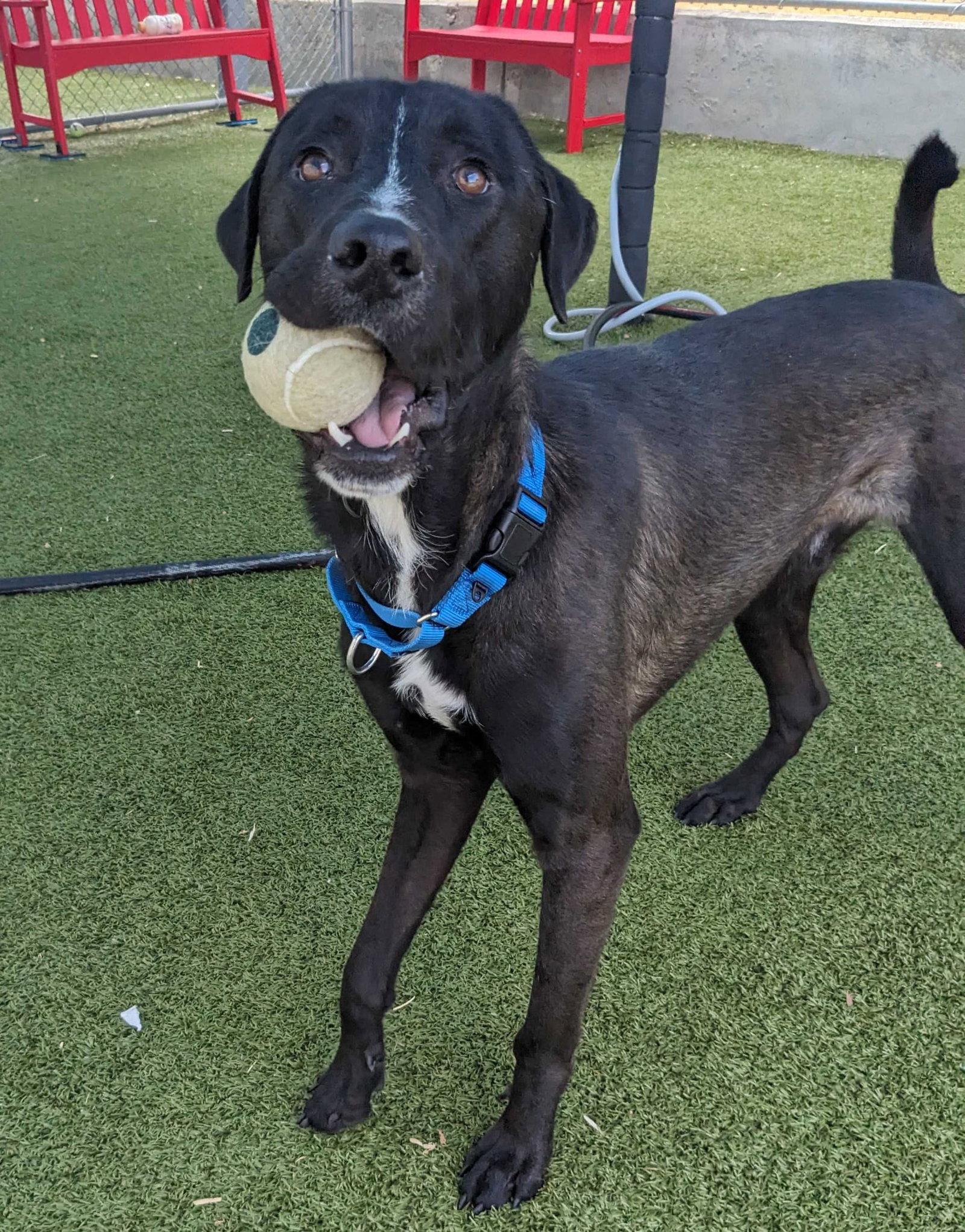 Dexter, Adoptable, Adult Male Labrador Retriever & Retriever.