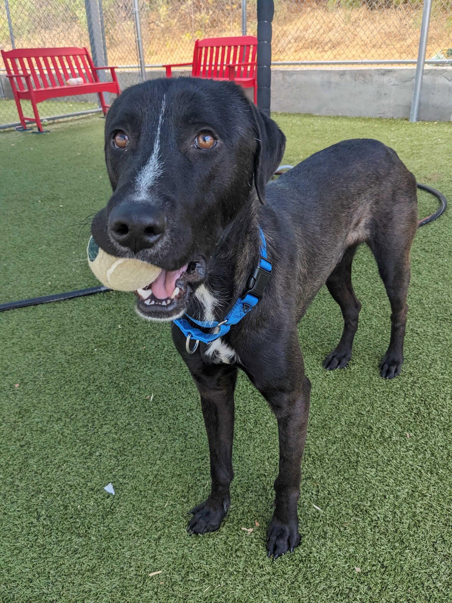 Enlarge Dexter, a Adoptable mixed breed in Newport, NH image 2/2