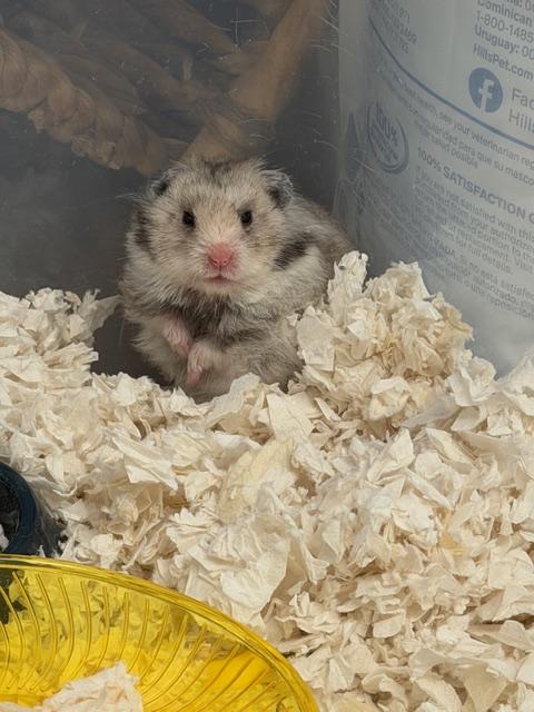 Enlarge Berry- Teddy Bear Hamster, an adopted Hamster in Allen, TX image 1/1
