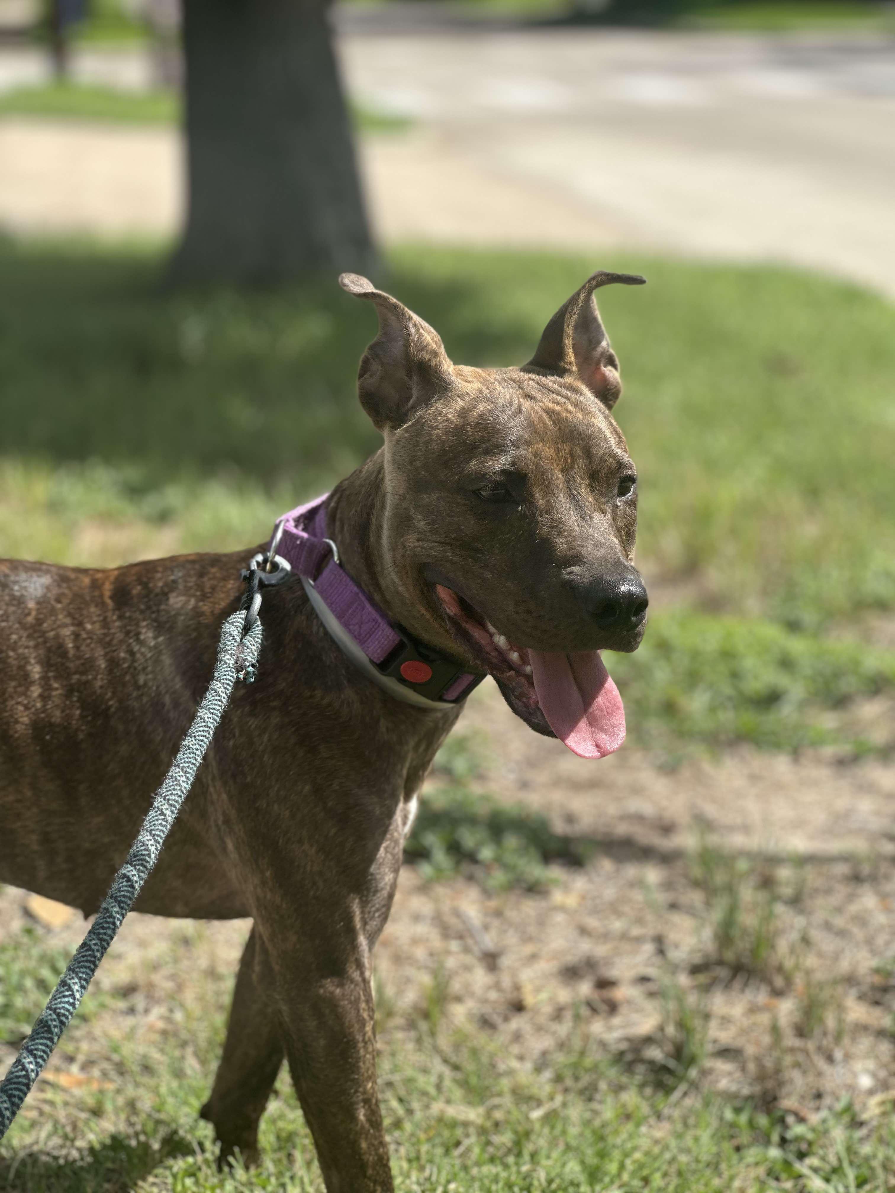 Dog for adoption - Alfalfa, a Staffordshire Bull Terrier Mix in Casper , WY | Petfinder