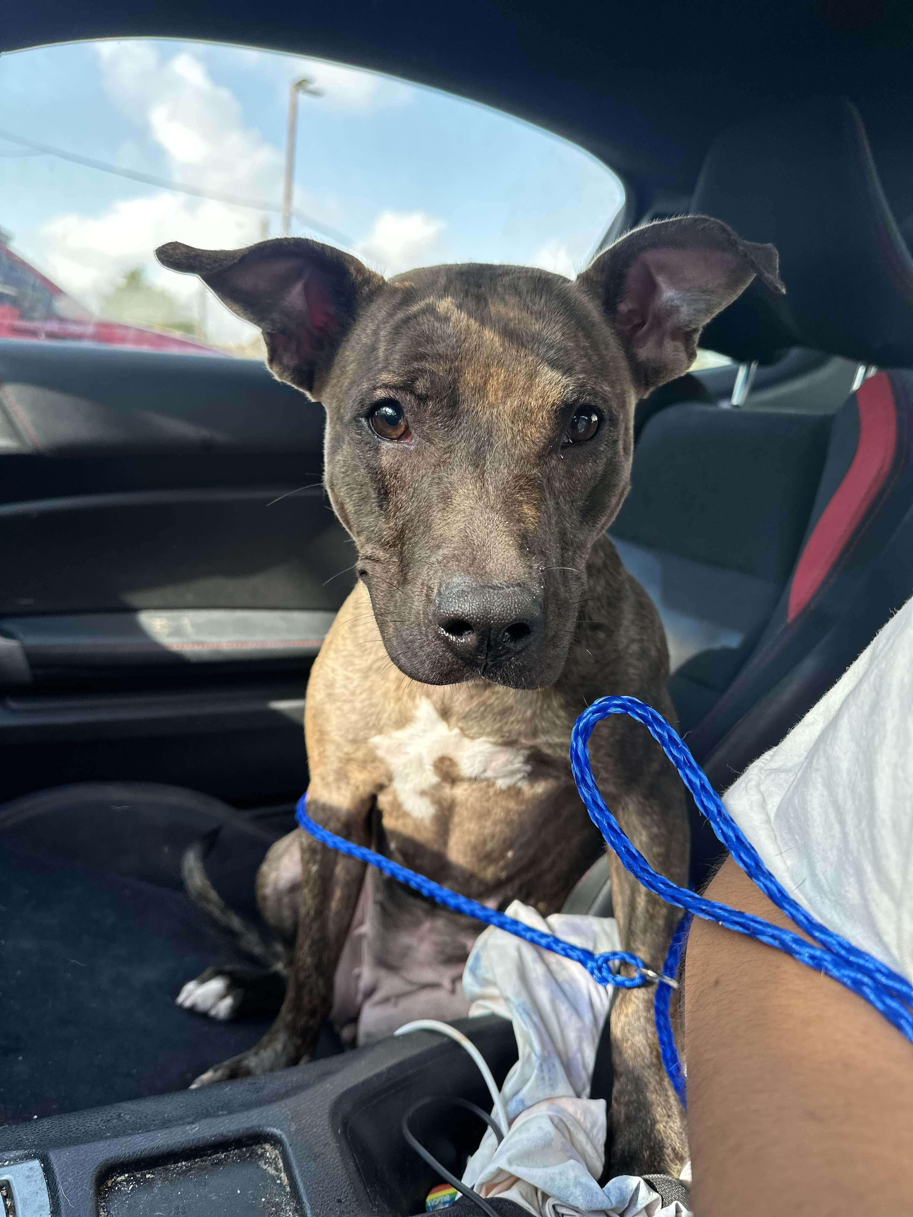 Dog for adoption - Alfalfa, a Staffordshire Bull Terrier Mix in Casper , WY | Petfinder