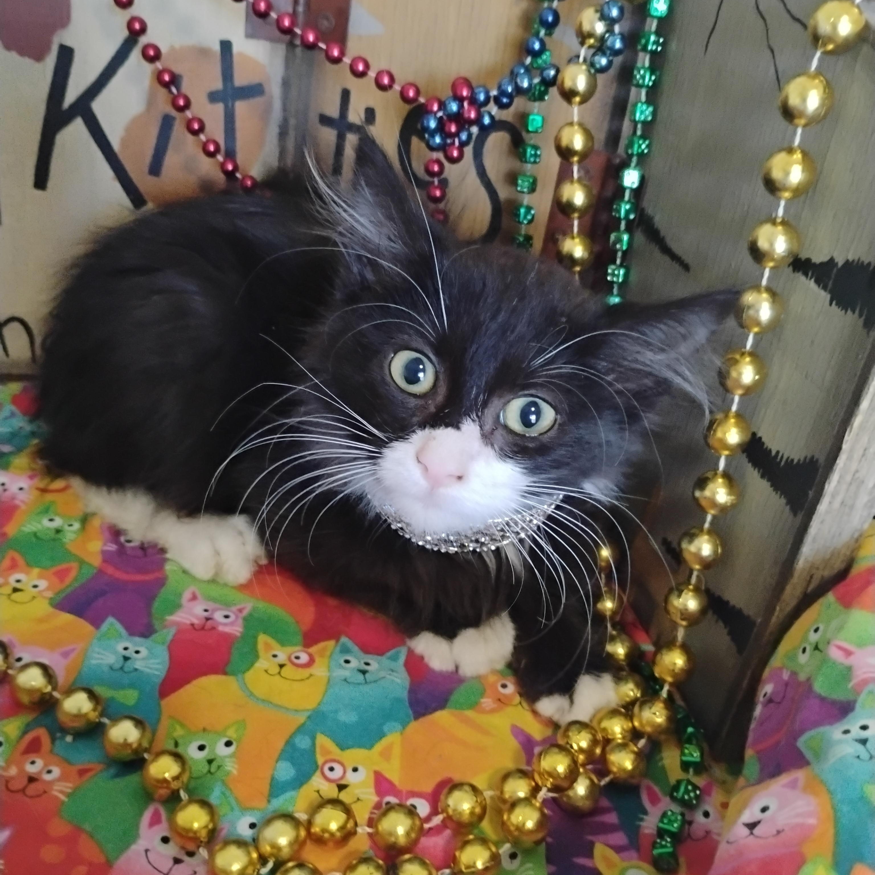 2lb 2oz tux & other colors, ADOPTABLE, Kitten Female Domestic Long Hair.