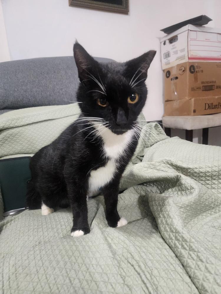 Fitzgerald, Adoptable, Adult Male Domestic Short Hair.