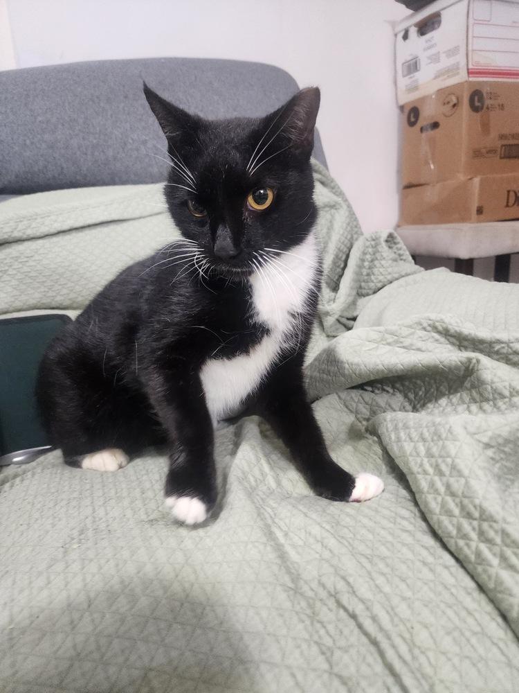 Enlarge Fitzgerald, a Adoptable Domestic Short Hair in Hudson, NH image 2/3