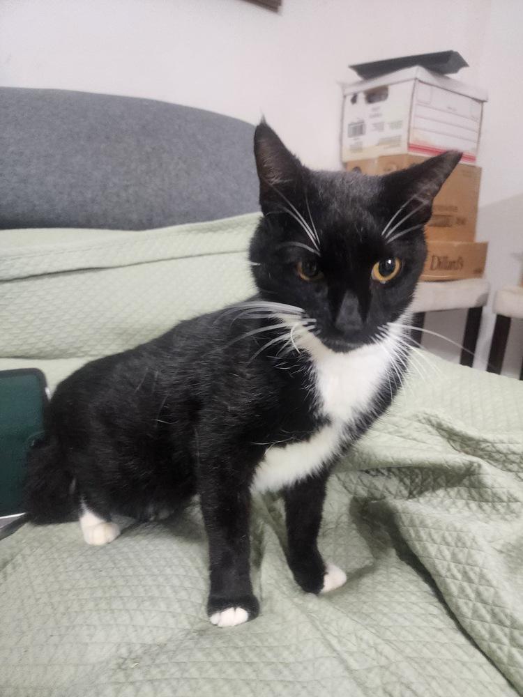 Enlarge Fitzgerald, a Adoptable Domestic Short Hair in Hudson, NH image 3/3