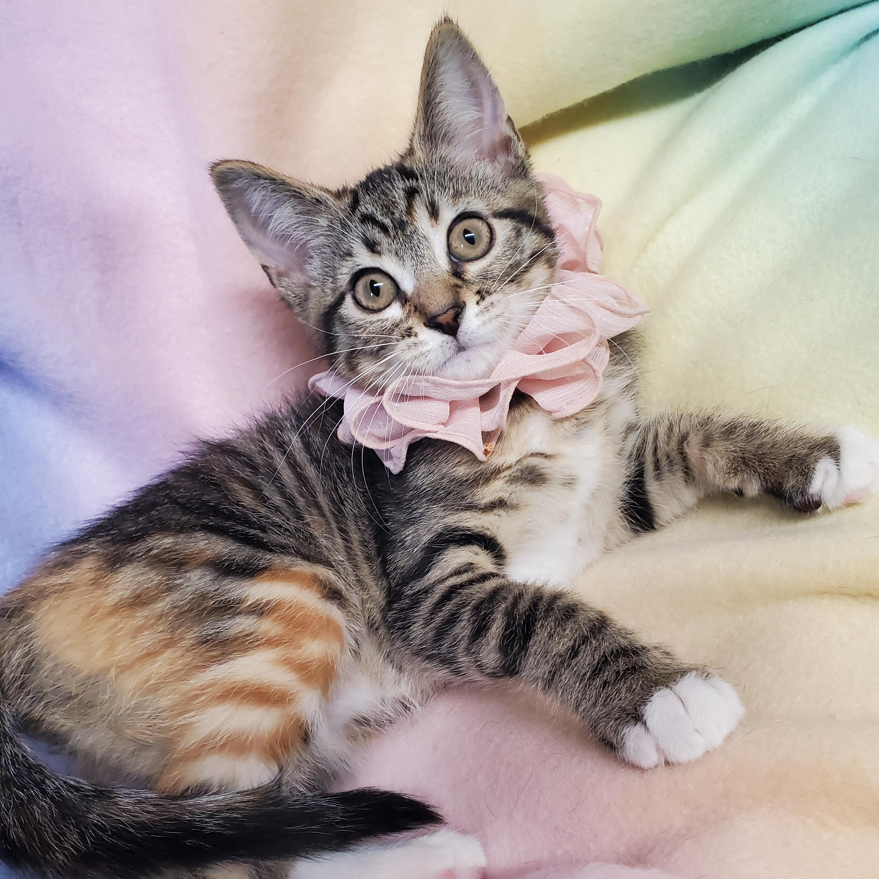 Enlarge Merlot, an adopted Domestic Short Hair in Marseilles, IL image 1/1
