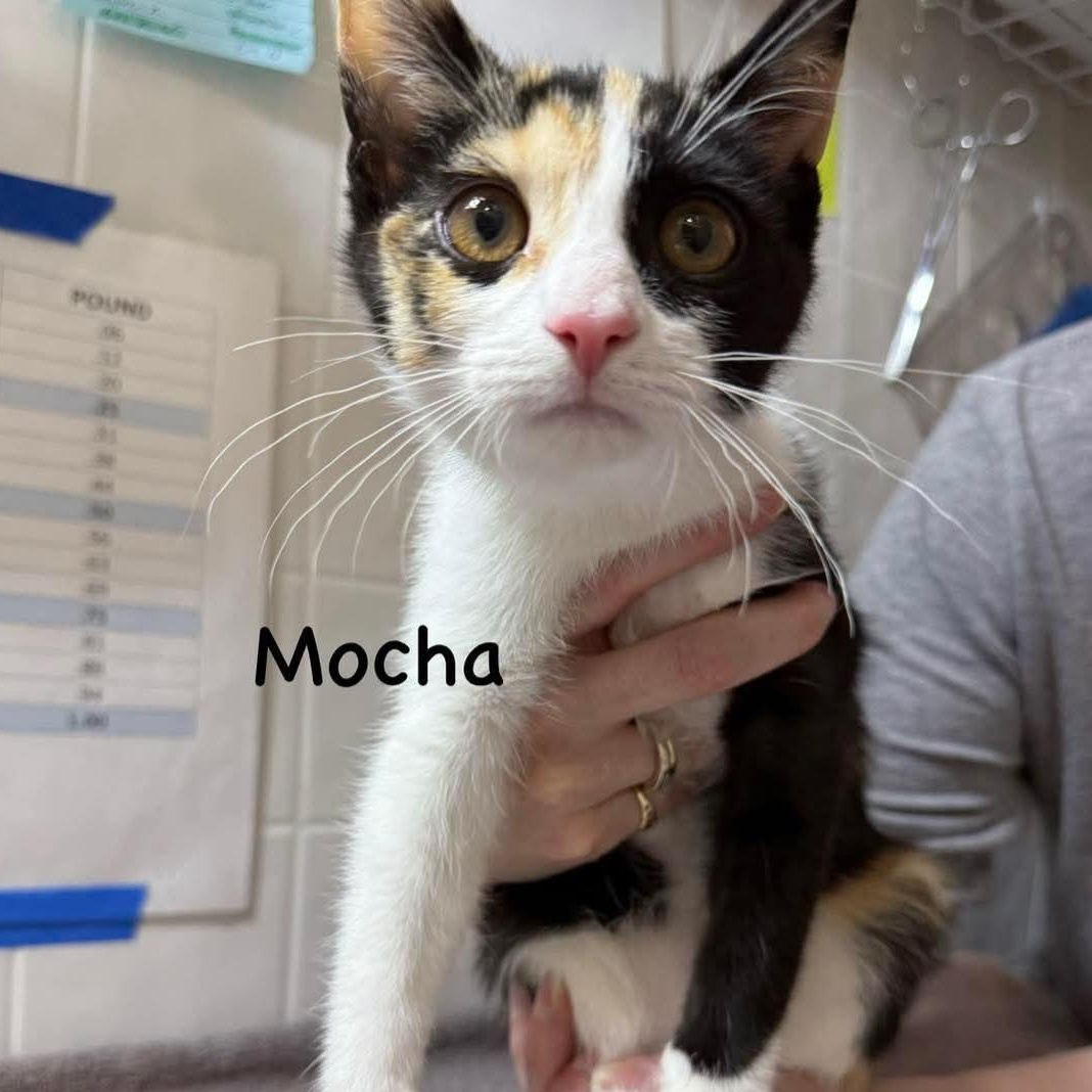 Enlarge Mocha, an adopted Domestic Short Hair in Grand Rapids, MI image 6/6