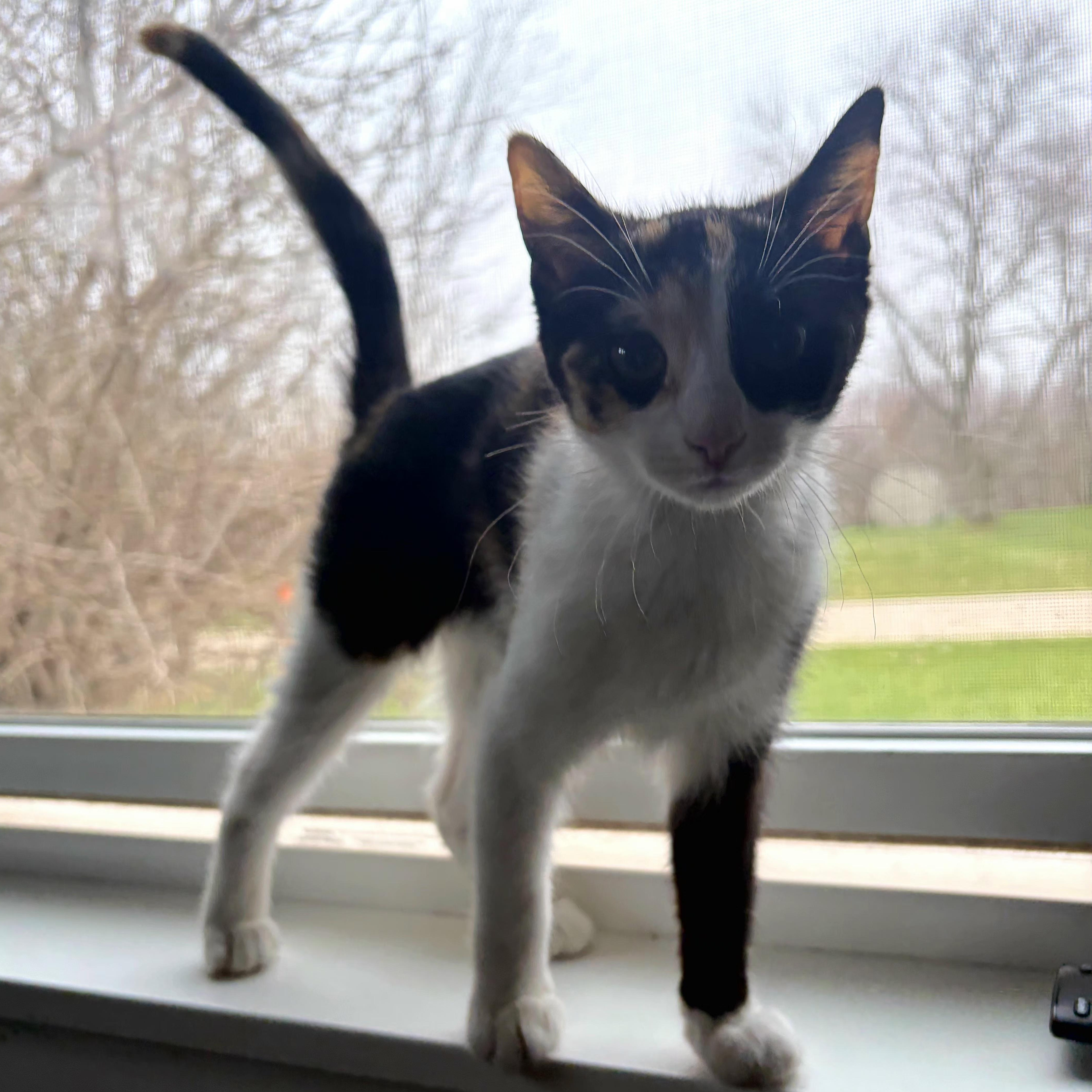 Enlarge Mocha, an adopted Domestic Short Hair in Grand Rapids, MI image 2/6