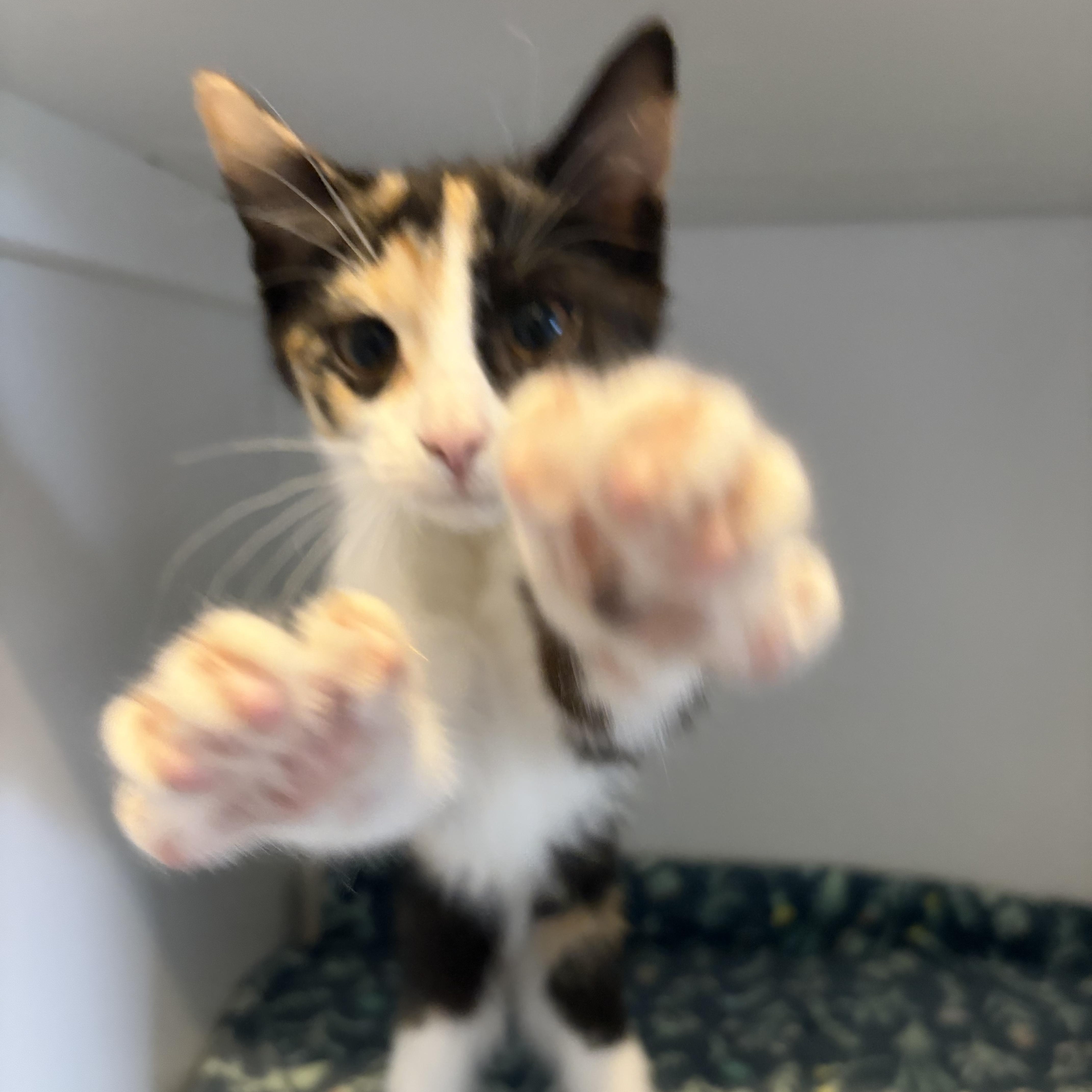Enlarge Mocha, an adopted Domestic Short Hair in Grand Rapids, MI image 4/6
