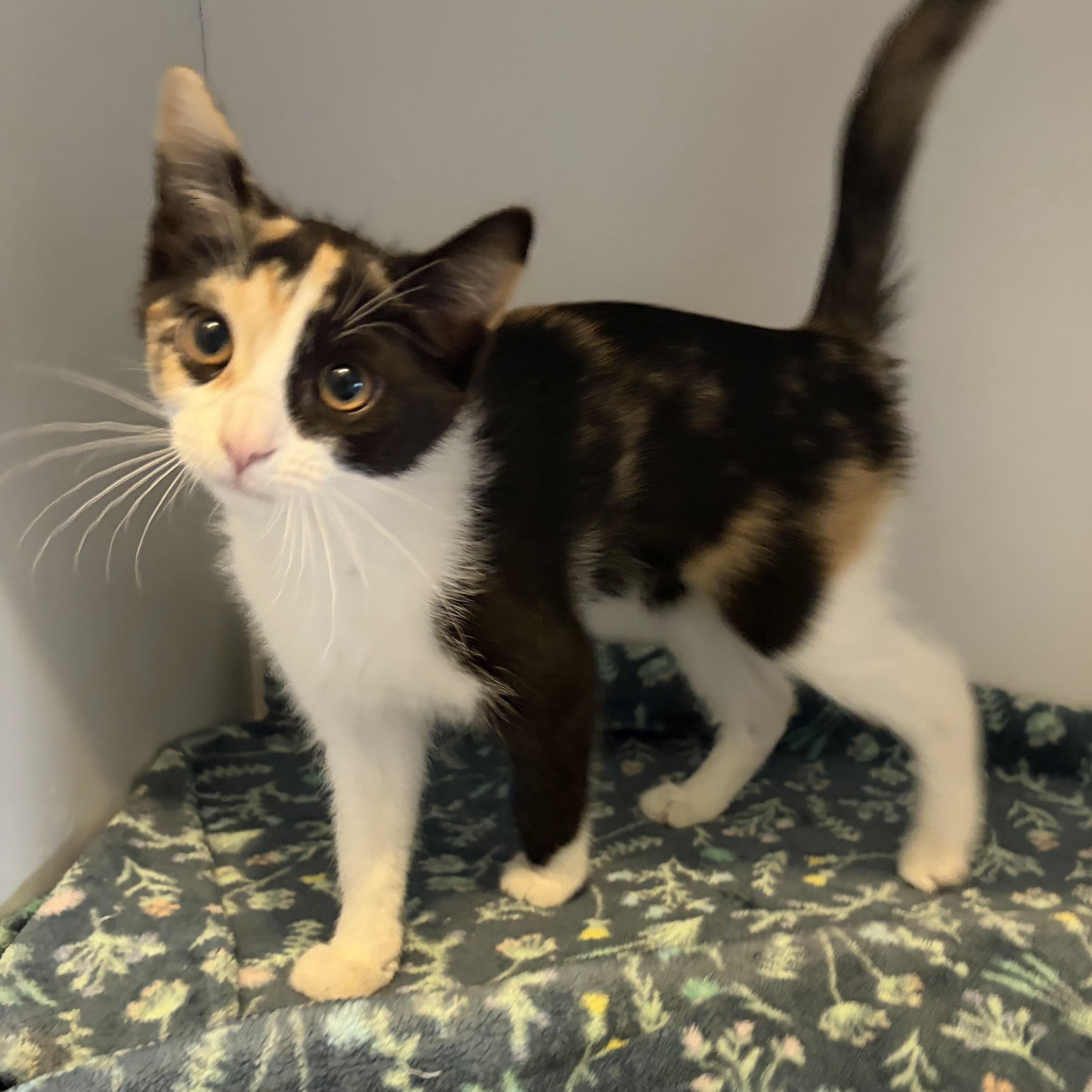 Enlarge Mocha, an adopted Domestic Short Hair in Grand Rapids, MI image 5/6