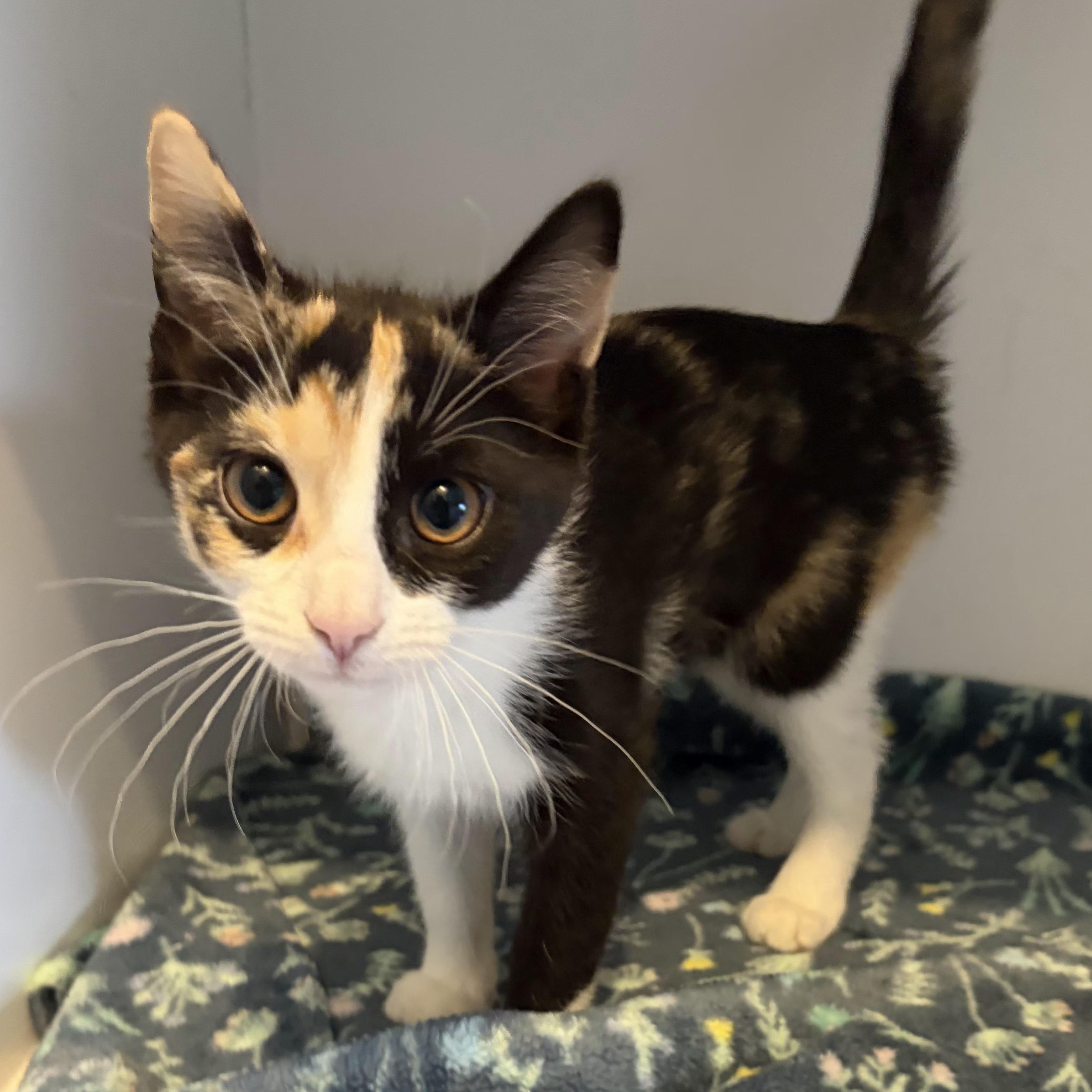 Enlarge Mocha, an adopted Domestic Short Hair in Grand Rapids, MI image 3/6