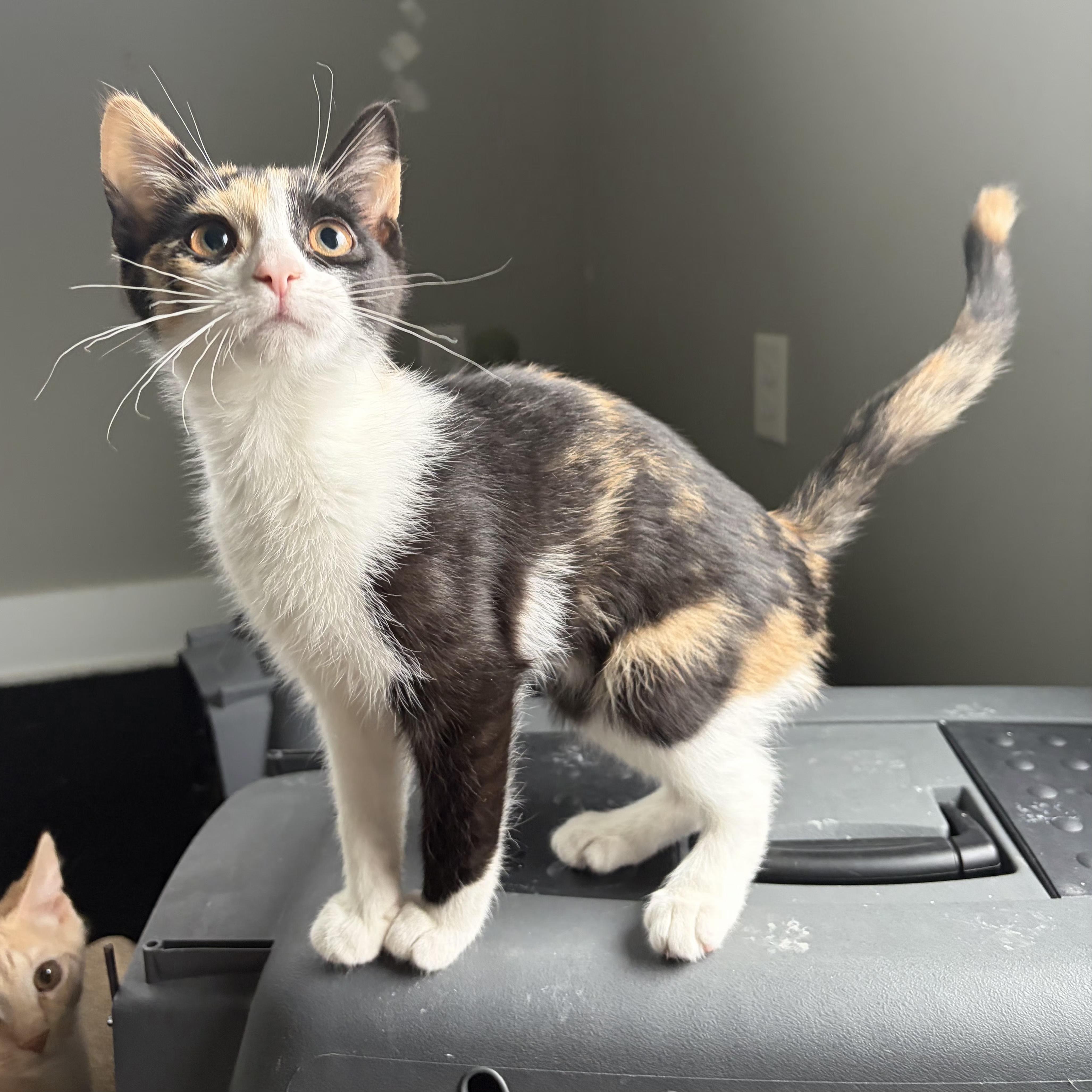 Enlarge Mocha, an adopted Domestic Short Hair in Grand Rapids, MI image 1/6