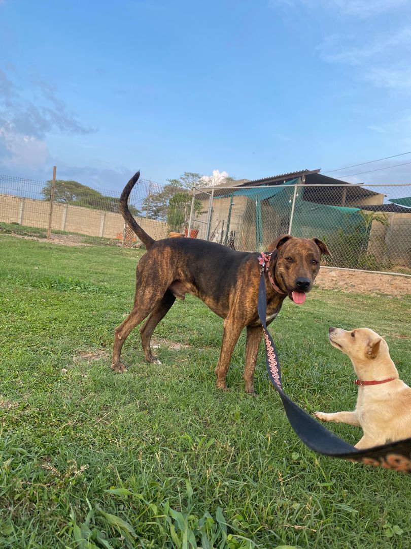 Enlarge Rayas, a Adoptable mixed breed in Vancouver, BC image 1/6