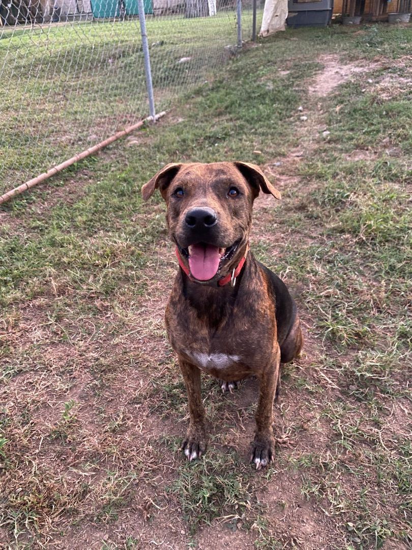 Enlarge Rayas, a Adoptable mixed breed in Vancouver, BC image 2/6