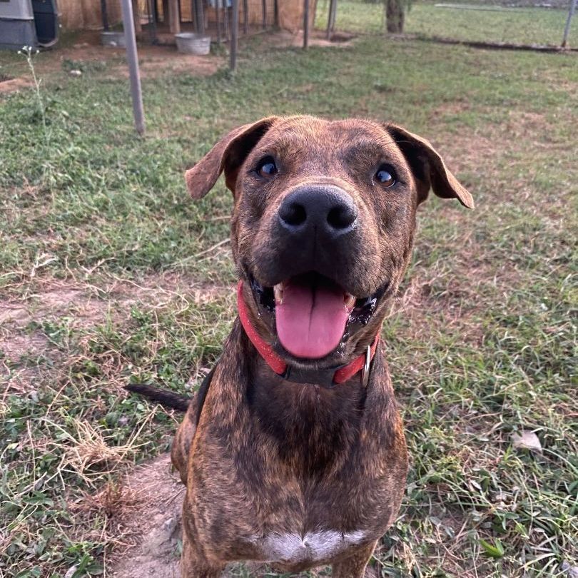 Enlarge Rayas, a Adoptable mixed breed in Vancouver, BC image 4/6