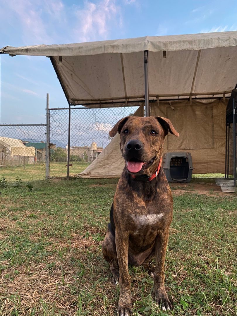 Enlarge Rayas, a Adoptable mixed breed in Vancouver, BC image 5/6