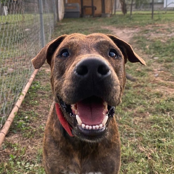 Rayas, Adoptable, Young Male American Staffordshire Terrier.