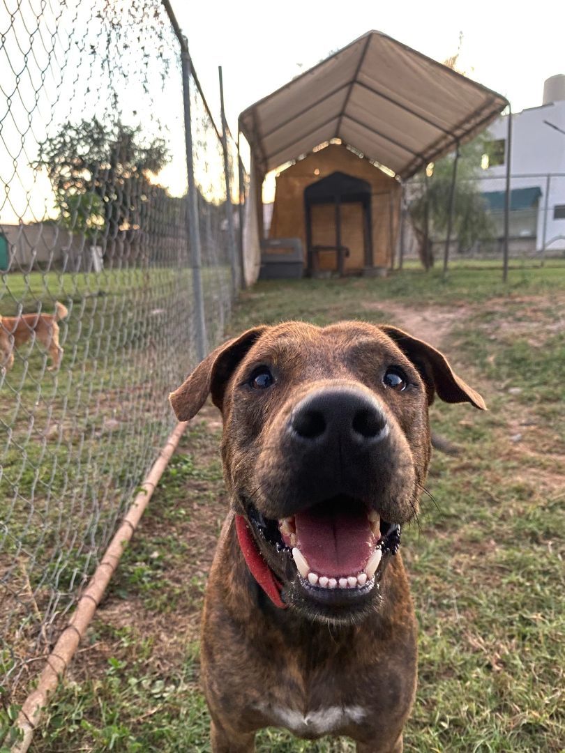 Enlarge Rayas, a Adoptable mixed breed in Vancouver, BC image 6/6