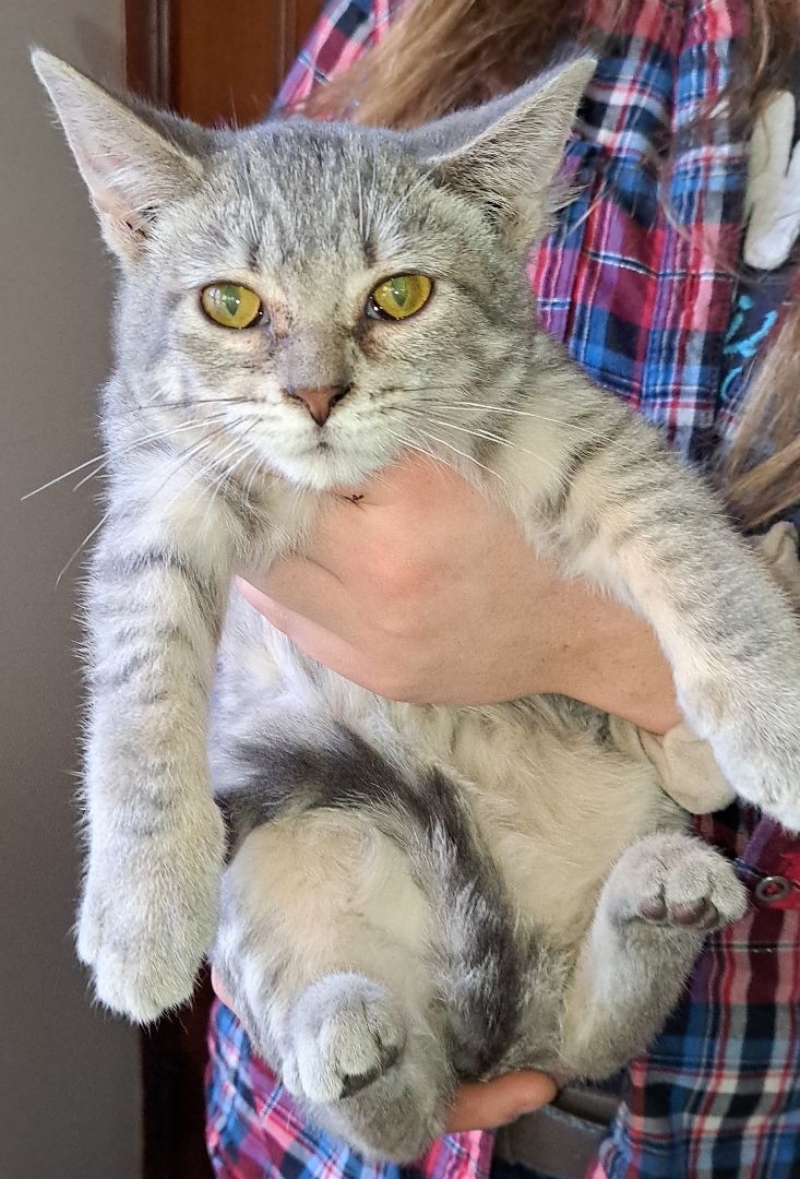 Stitch, a Adopted Domestic Short Hair in Brainerd, MN image 1/3