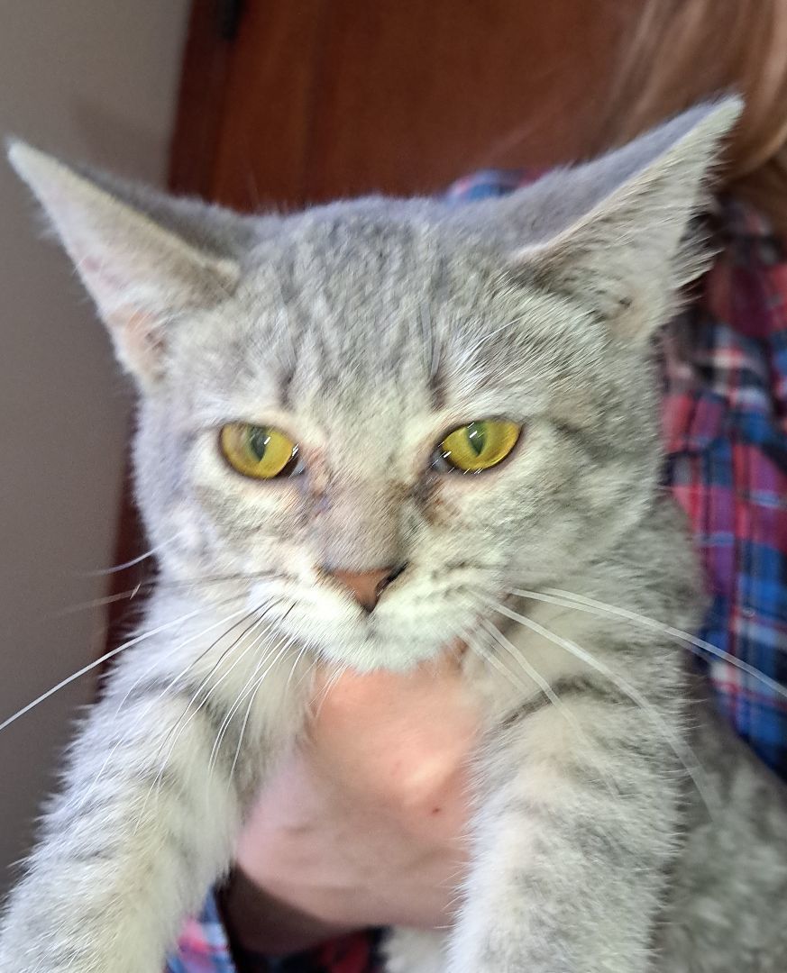 Stitch, a Adopted Domestic Short Hair in Brainerd, MN image 2/3