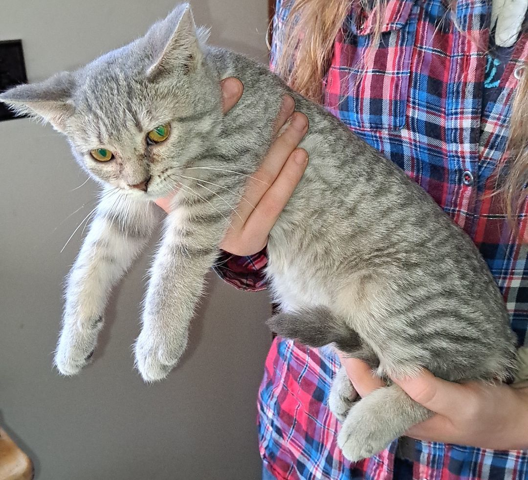 Stitch, a Adopted Domestic Short Hair in Brainerd, MN image 3/3