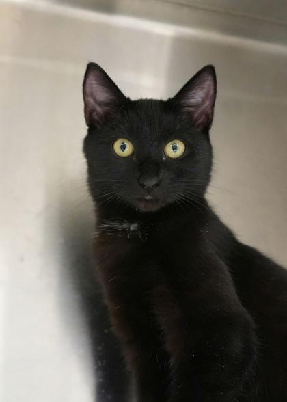 Howe 58803, Adoptable, Young Male Domestic Short Hair & Domestic Short Hair.