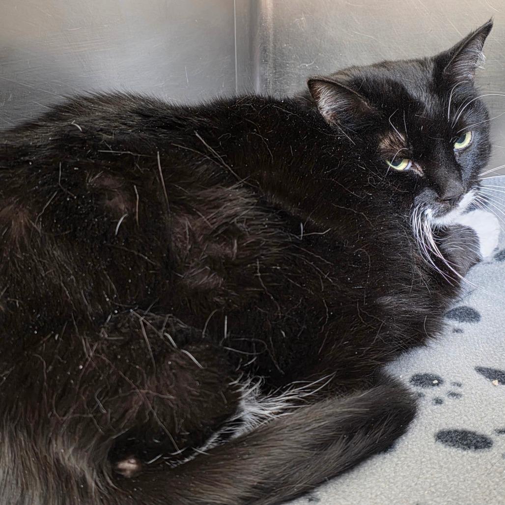 Wilma, Adoptable, Adult Female Domestic Long Hair.