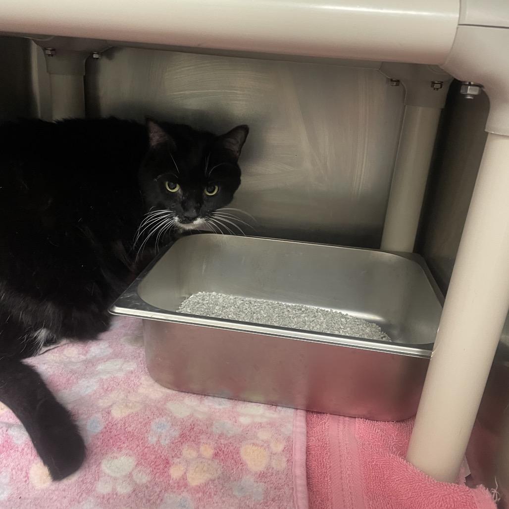 Enlarge Wilma, a Adoptable mixed breed in Galax, VA image 2/2