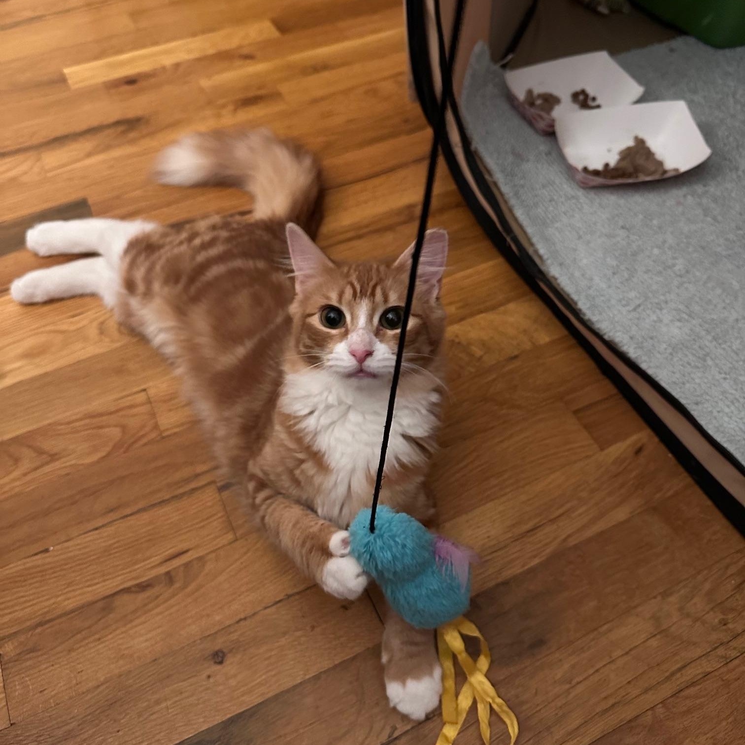 Goldie, Adopted, Young Female Domestic Long Hair.