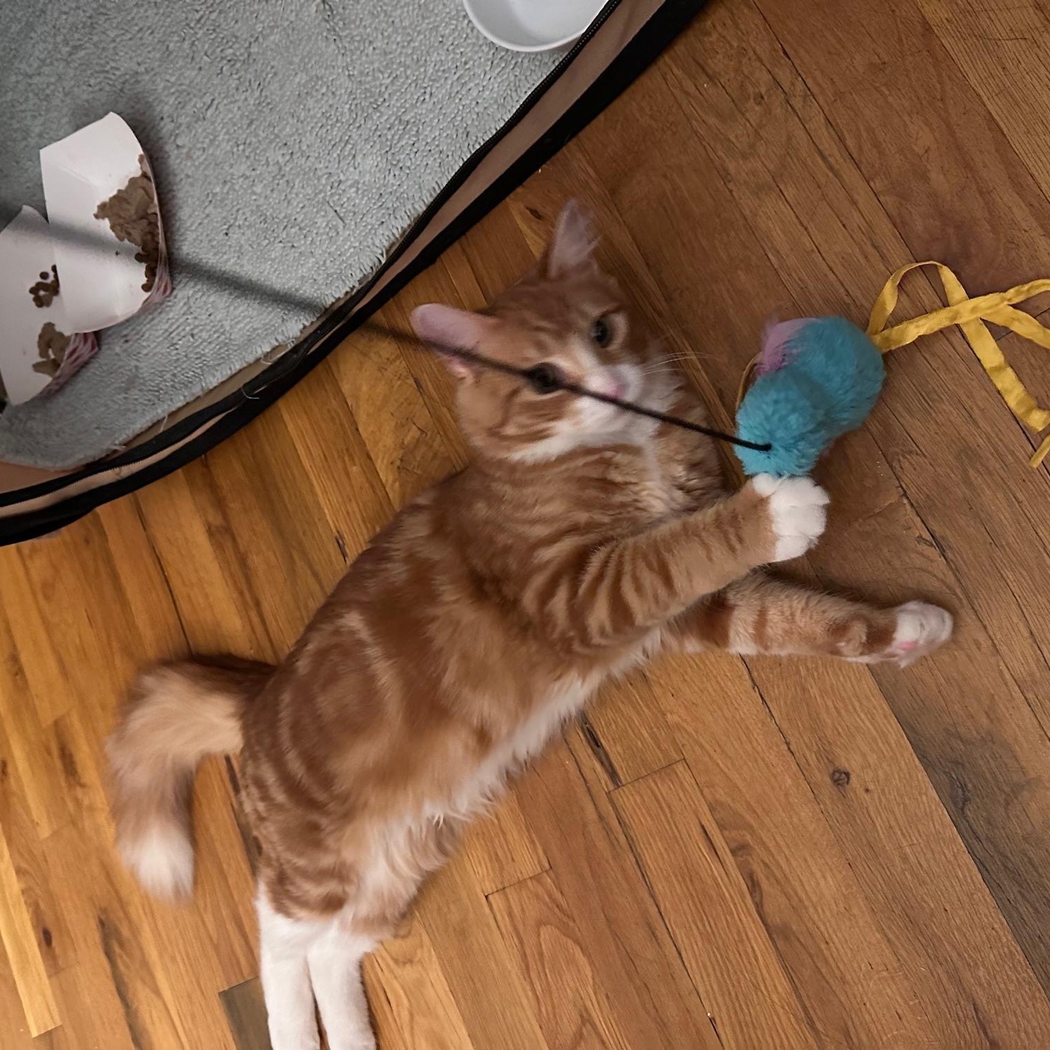 Enlarge Goldie, a Adopted Domestic Long Hair in Jersey City, NJ image 2/3