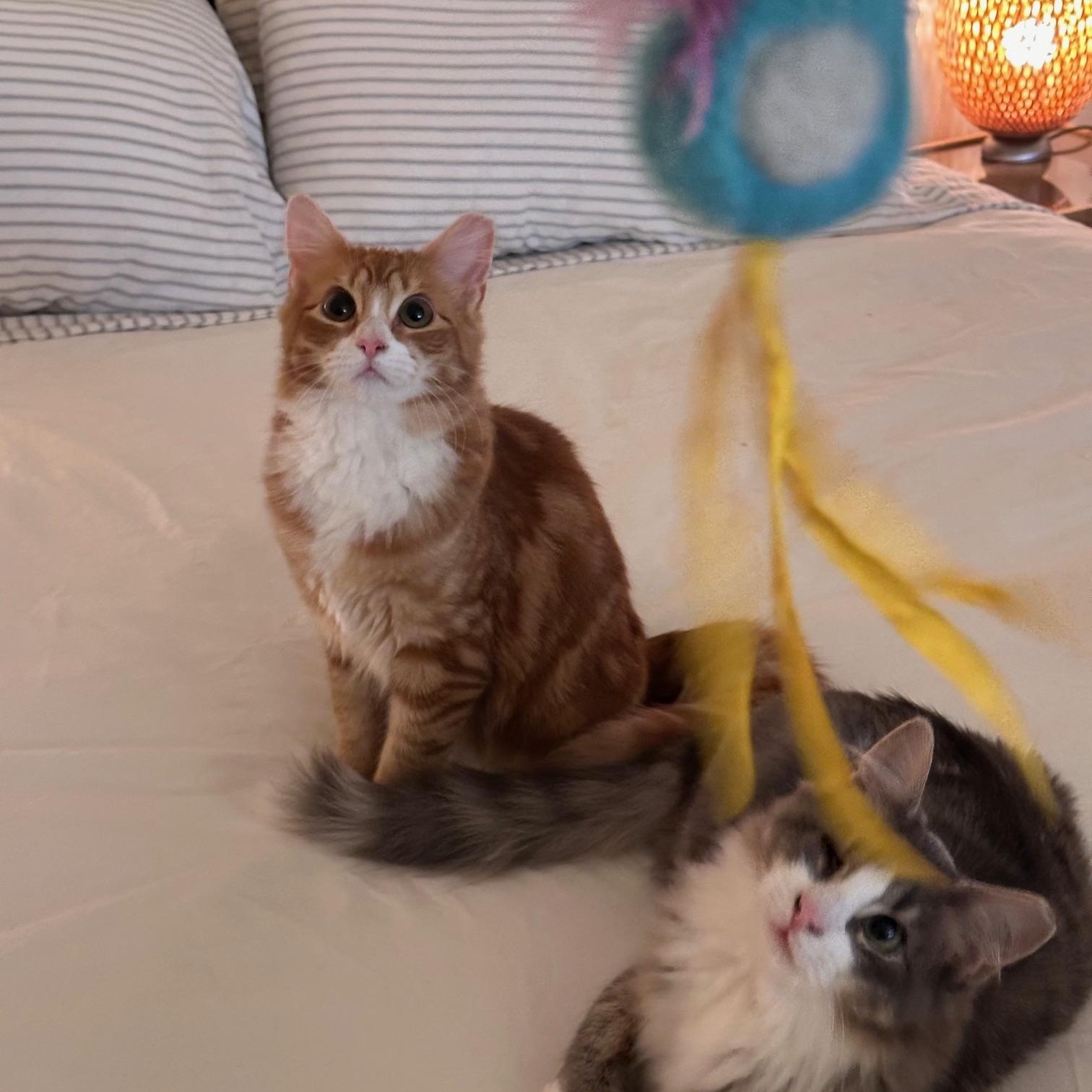 Enlarge Goldie, a Adopted Domestic Long Hair in Jersey City, NJ image 3/3