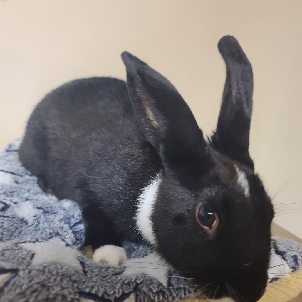 Enlarge Angelo, a Adoptable Bunny Rabbit in Gansevoort, NY image 1/1