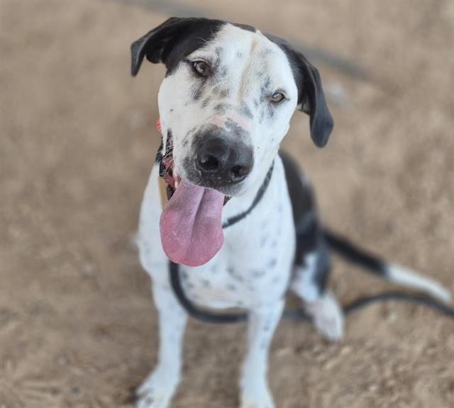 Enlarge COPPER, a Adoptable mixed breed in Albuquerque, NM image 1/1