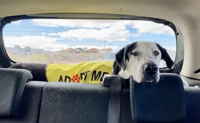 Enlarge COPPER, a Adoptable mixed breed in Albuquerque, NM image 1/1