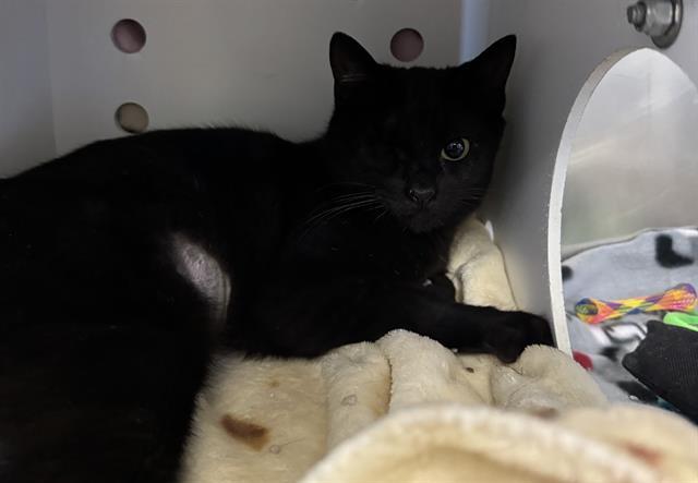 GRACE O'MEOWLY, Adoptable, Young Female Domestic Short Hair.