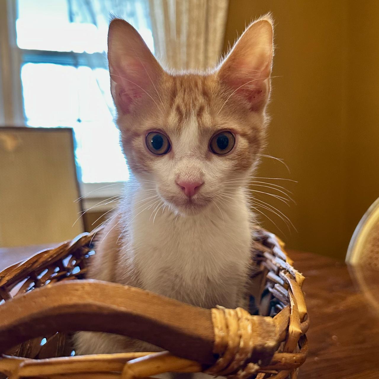Enlarge Charmander, a Adoptable mixed breed in East Brunswick, NJ image 3/5