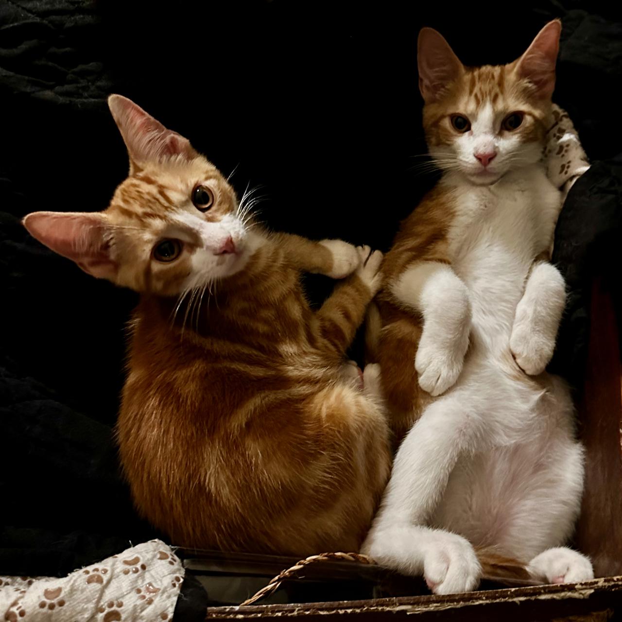 Enlarge Charmander, a Adoptable mixed breed in East Brunswick, NJ image 4/5