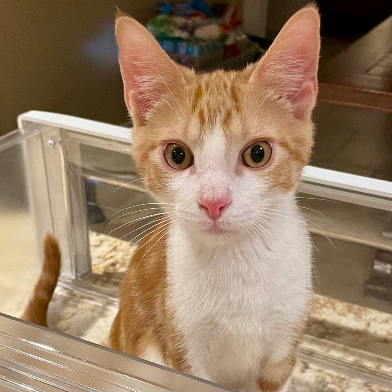 Enlarge Charmander, a Adoptable mixed breed in East Brunswick, NJ image 2/5